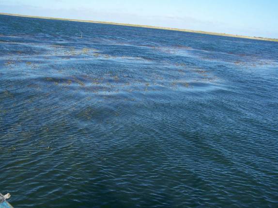 A bela Lagoa Mangueira, a terceira maior do Rio Grande do Sul, abastecida apenas por água da chuva e lençóis freáticos (foto da internet)